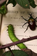 Watch Darwin's Struggle: The Evolution of the Origin of Species kostenlos online.
