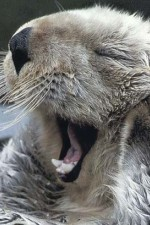 Смотреть Sea Otters - A Million Dollar Baby онлайн бесплатно.
